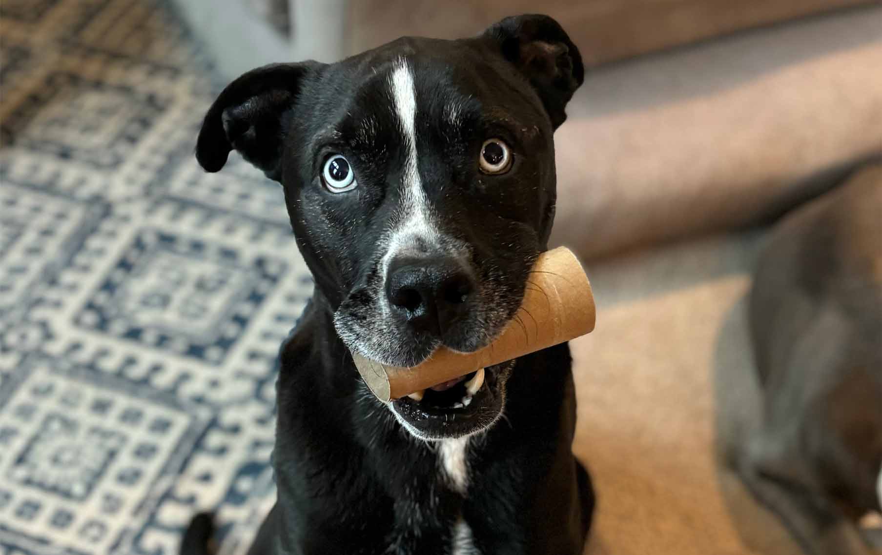 Winston Vadar Showing Off His Cardboard Tube